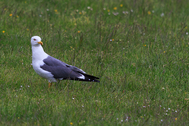 Yellow-legged Gull  Larus michahellis
